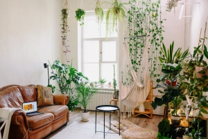 Indoor Plants Help With Depression Indoor Plants Help With Depression
